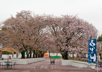 ファームエキスポの桜
