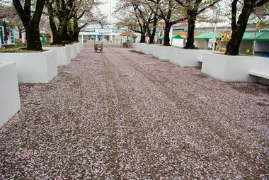 桜のじゅうたん