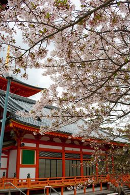 中山寺の桜